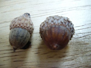 noix,glands quercus ellipsoidalis,quercus velutina noix,glands quercus ellipsoidalis,quercus velutina